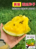 Ice Kirin Abrimelon Seedne Желто -сердце преждевременное подарок летняя дыня желтая мякоть семена плода тонкая кожа сад весна весна