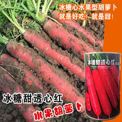 冰糖甜透心红胡萝卜种子四季种籽红水果心甜脆大田高产蔬菜种孑