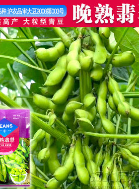 晚熟毛豆种籽黄豆大全早高产菜毛豆特大青大豆四季夏季蔬菜种子孑