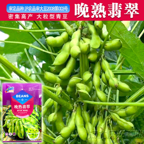 晚熟毛豆种籽黄豆大全早高产菜毛豆特大青大豆四季夏季蔬菜种子孑