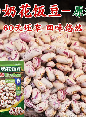 奶白花饭豆种子新籽不搭架