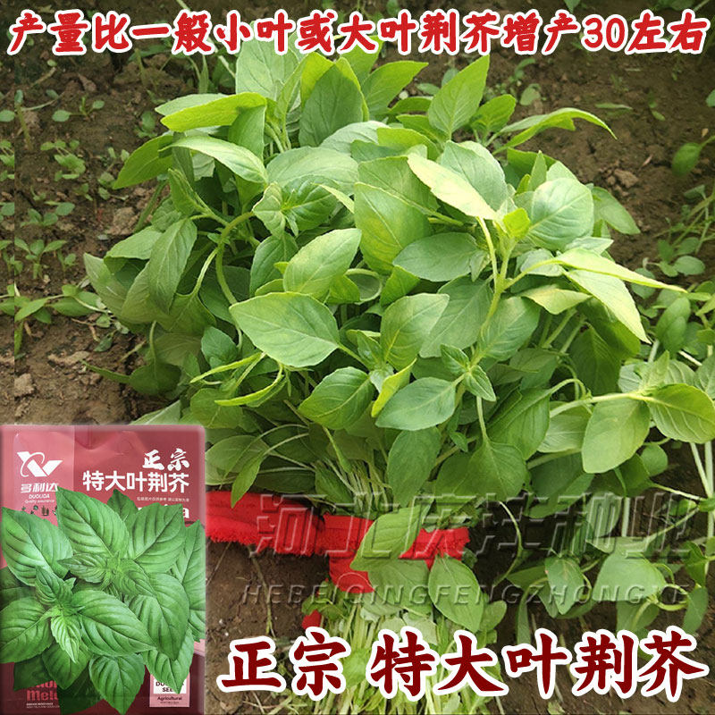 大叶荆芥种子荆芥菜种籽秧苗盆栽河南荆芥菜籽四季河南大叶荆芥籽