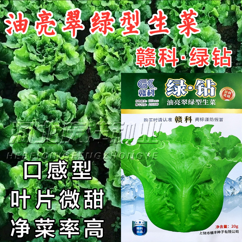 泰绿意大利生菜深绿色半结球
