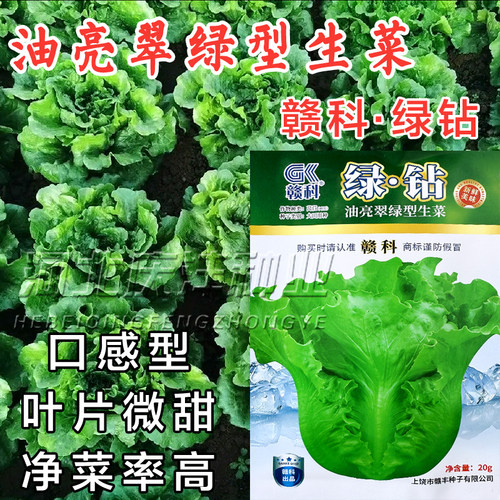 泰绿意大利生菜深绿色半结球