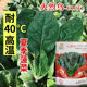 夏播进口大叶菠菜种子杂交F1速生肉厚耐热圆叶菠菜夏季 抗病高产型
