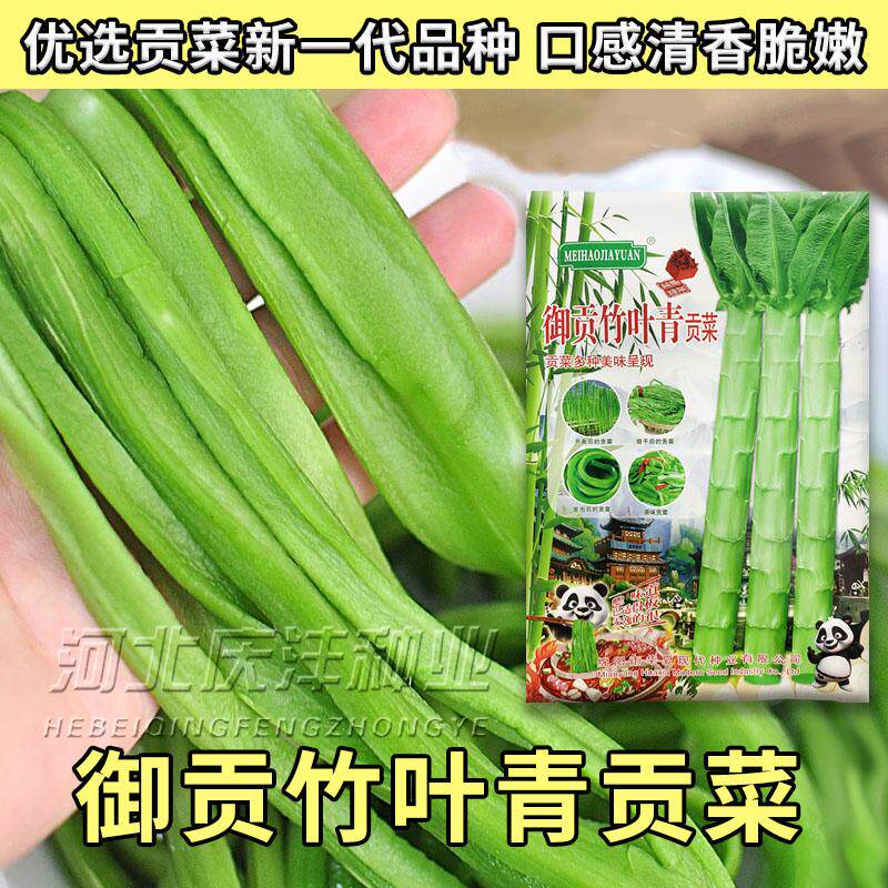 青贡菜种子宫廷贡菜种子四季种籽耐高温抗寒苔干菜响菜山蛰菜菜种