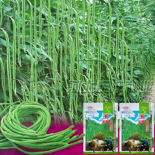 压塌架结死结活豇豆种子中早熟产量高长荚多翠绿长豆角种子籽