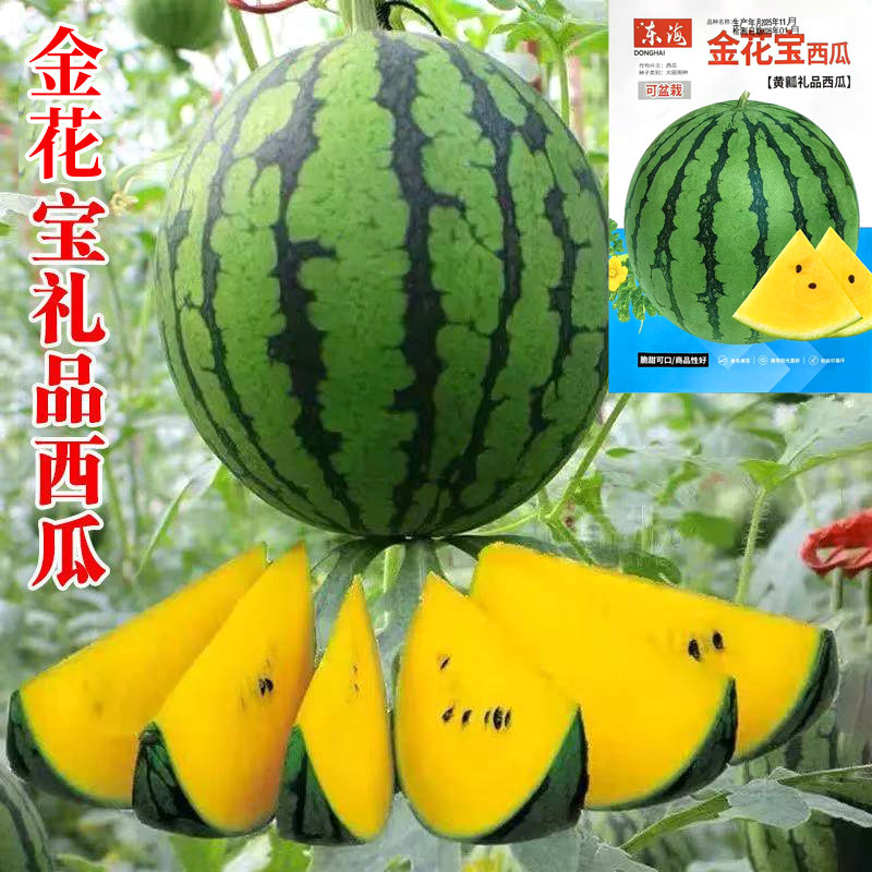 金花宝西瓜种子绿皮黄心西瓜种籽皮薄黄肉礼品西瓜大田瓜果种孑