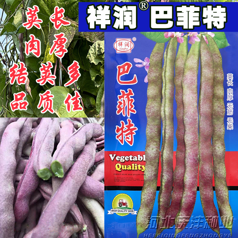 巴菲特摘不败秋紫豆种子紫架豆种子芸豆肉厚恋秋豆角种子好吃高产