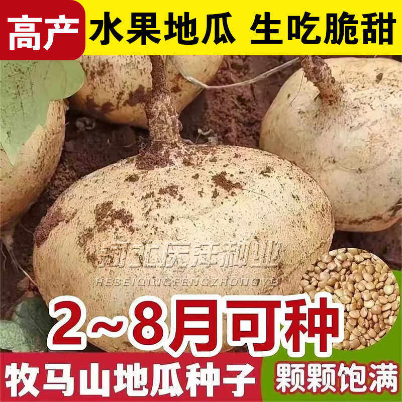早熟牧马山地瓜种子水果凉薯种籽春秋四季早熟香甜脆土瓜沙葛种孑