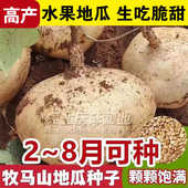早熟牧马山地瓜种子水果凉薯种籽春秋四季 早熟香甜脆土瓜沙葛种孑