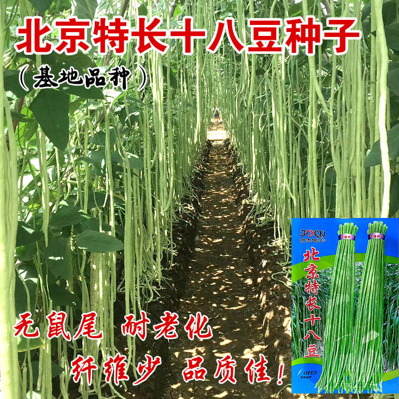 特长十八豆角种子春季小五叶长豇豆种籽高产蔬菜种孑四季豇豆种孑