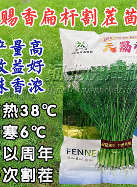 四季割茬大茴香种子回香蔬菜种籽