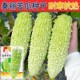 珍珠苦瓜种子春秋季 蔬菜种孑籽 种南方疙瘩微苦白凉瓜耐热高产四季