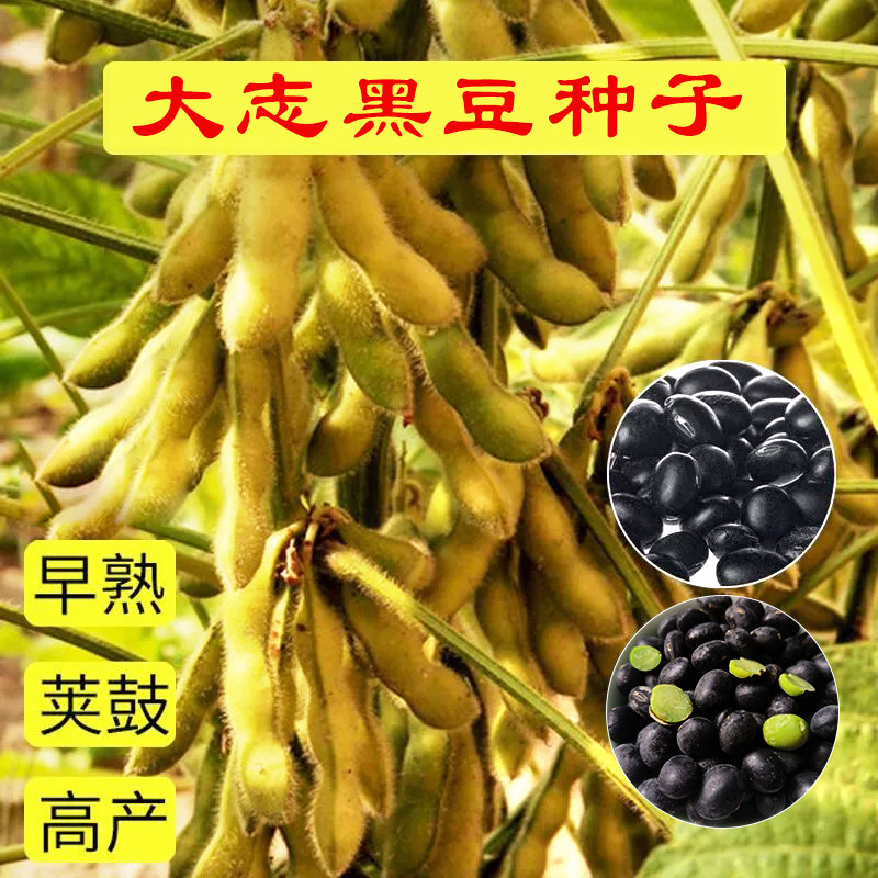 大志黑豆早熟高产抗病强省时种子图片