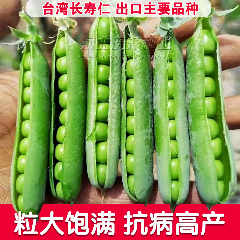 长寿仁豌豆种子奇珍甜脆豌豆种籽甜蜜豆水果蔬菜种孑四季豆荚籽孑