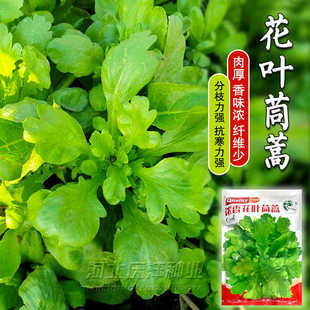 花叶茼蒿种子同蒿叶塘蒿菜蓬蒿菊花菜青蒿子种籽四季播种大叶茼蒿