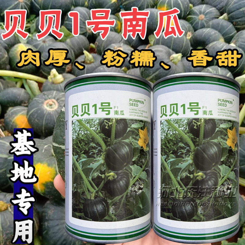 贝贝1号南瓜种子籽日本阪田贝贝南瓜种子早熟迷你南瓜甘甜春秋季