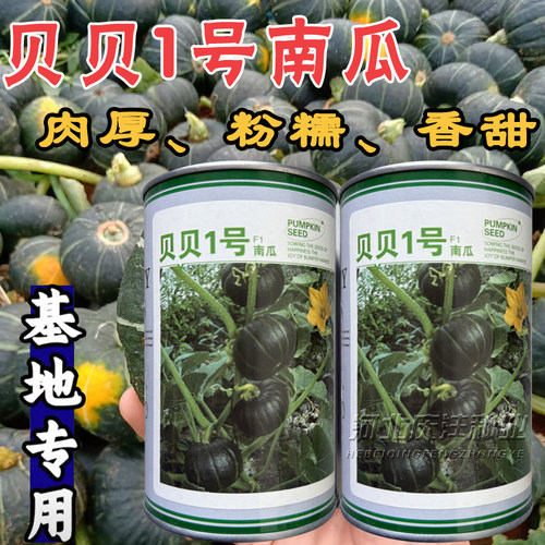 阪田贝贝南瓜种子早熟甘甜春秋播