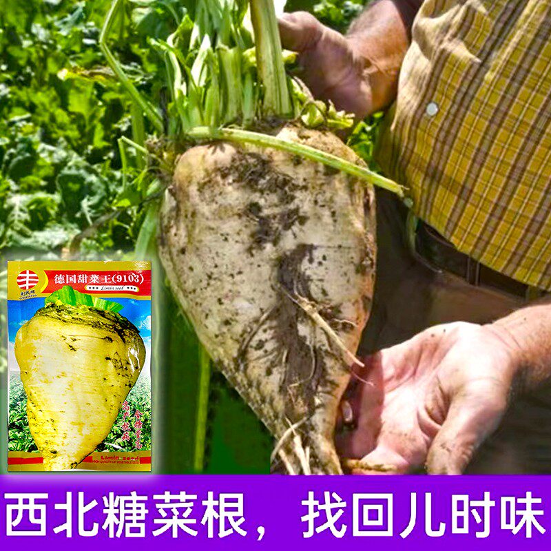 蔬菜秋季饲用甜菜种子春季糖菜种子庭院小菜园保护地种植甜菜头籽