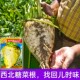 蔬菜秋季 糖菜种子庭院小菜园保护地种植甜菜头籽 饲用甜菜种子春季