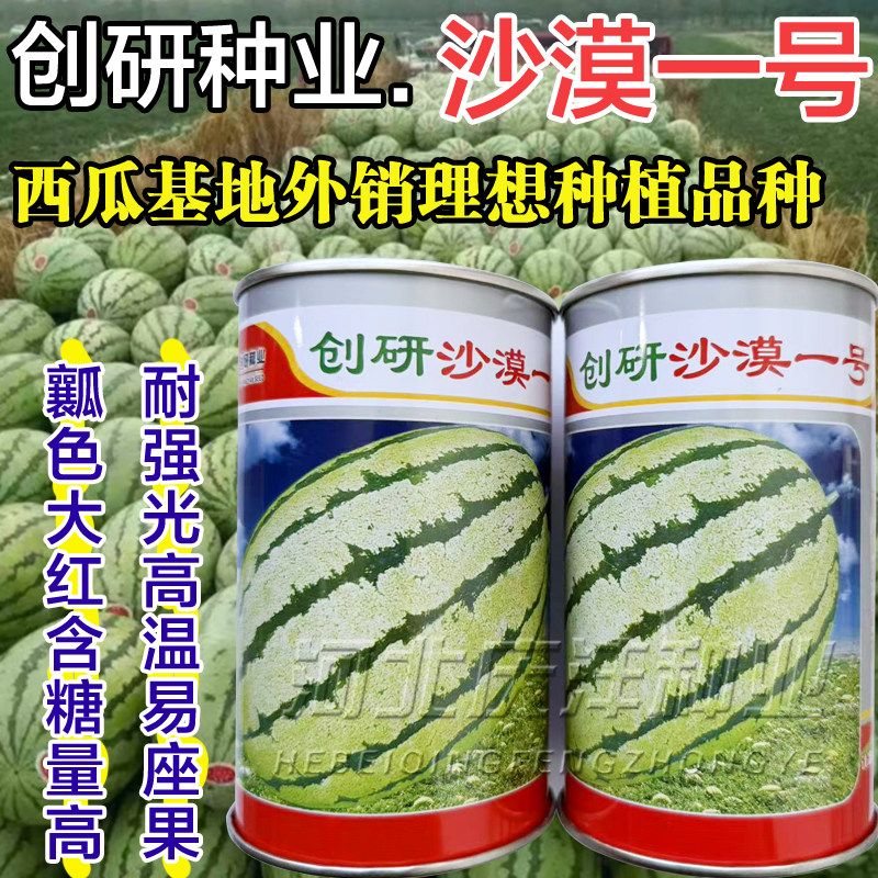 沙漠一号西瓜种子超金城五号大西瓜种子基地种高产超甜沙瓤特大瓜