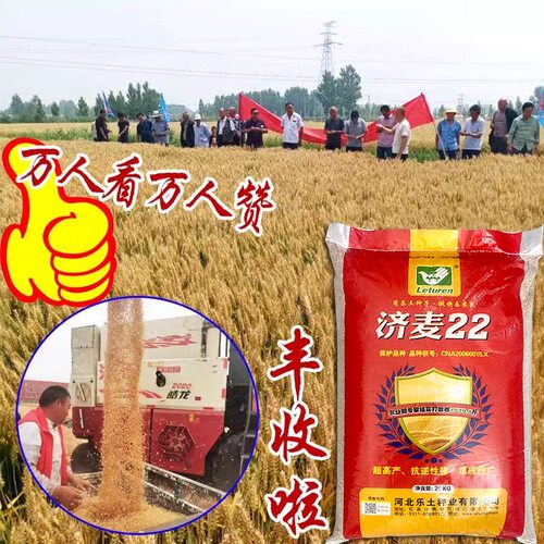 优质强筋冬小麦种子高产山东小麦济麦22小麦种子矮秆抗倒大穗原种