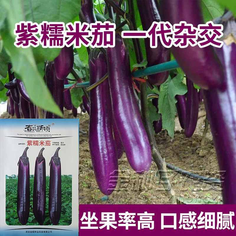 紫糯米茄子种子紫长茄杂交紫皮长白绿罐茄子种籽春秋四季蔬菜种孑