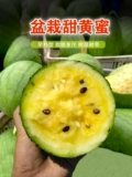 Ice Kirin Abrimelon Seedne Желто -сердце преждевременное подарок летняя дыня желтая мякоть семена плода тонкая кожа сад весна весна
