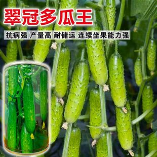 翠冠多瓜王水果黄瓜种子强雌杂交高产水黄瓜大田基地用旱黄瓜种子