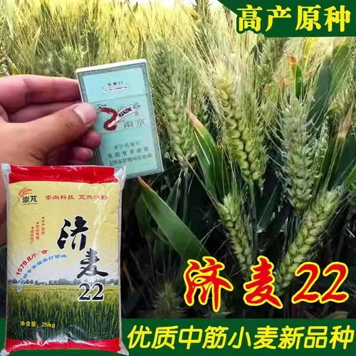 优质强筋冬小麦种子高产山东小麦济麦22小麦种子矮秆抗倒大穗原种