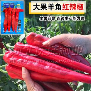 胭脂红水果辣椒种子特大红辣椒大羊角辣椒种籽彩色椒早熟微辣椒孑
