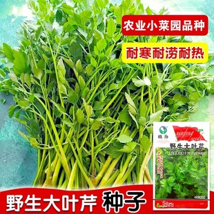野芹菜种籽野生山芹菜种子水芹菜多年生茴芹大叶芹种孑蔬菜水种苗