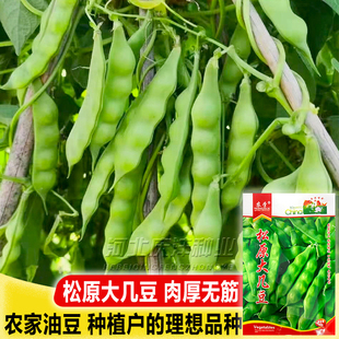 松原大几豆豆角种子东北新籽几豆角籽油豆角子搭架鼓豆面白芸豆孑