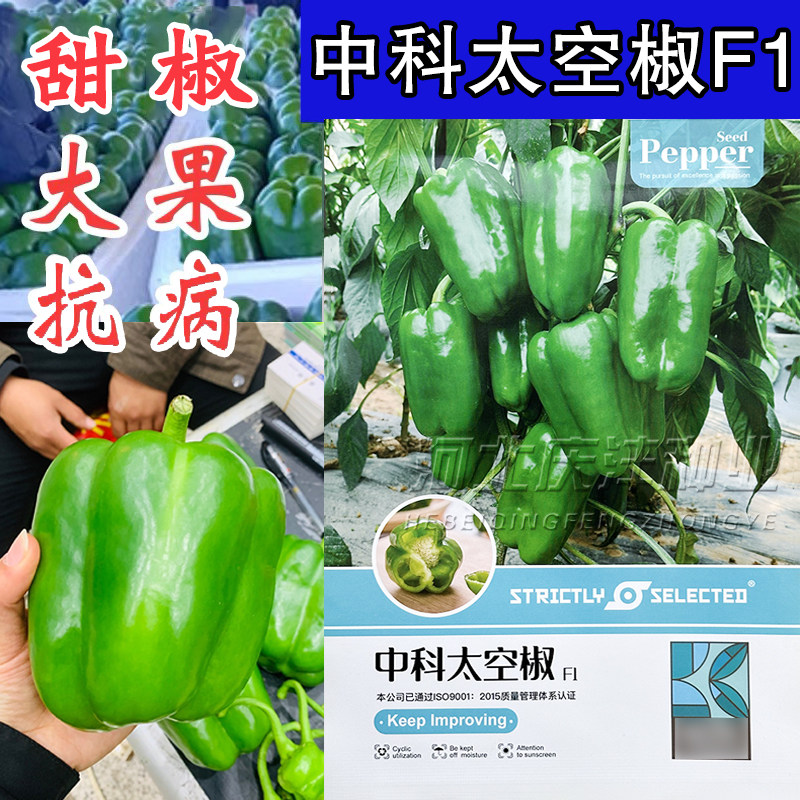 中科太空椒甜椒大果型辣椒苗图片