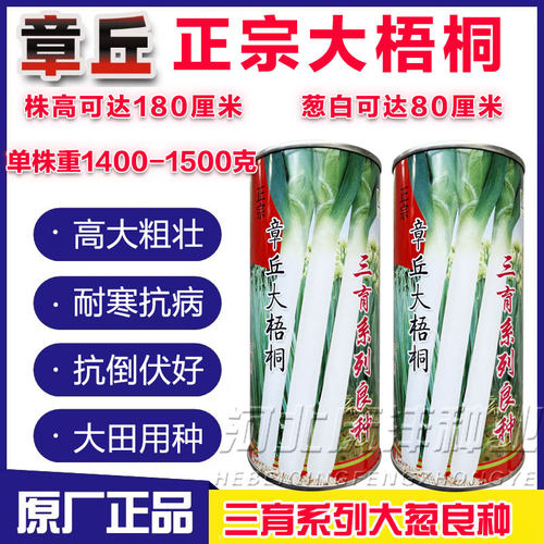 章丘大梧桐大葱种子三系杂交