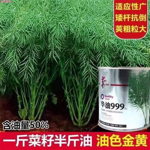 华油999油菜种子杂交高产矮杆耐寒抗倒早熟油菜籽种孑油率高榨油