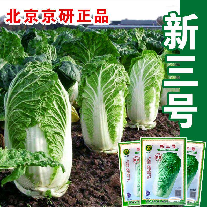 京研正品北京新三号单颗10斤白菜图片