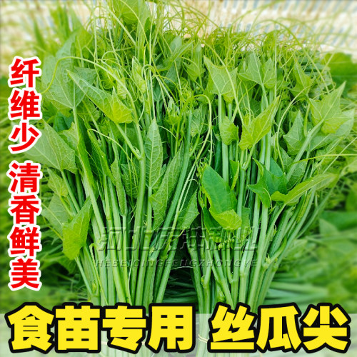 洋真好吃蔬菜籽阳台盆栽丝瓜藤