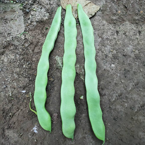 金龙王架豆籽芸豆种子四季油豆角架扁豆孑油豆高产豆角种籽春季子