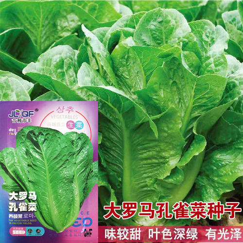 大罗马孔雀菜种子四季播