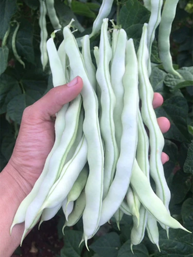 Семена бобов вины Зеленая фасоль, зеленая фасоль, зеленая фасоль, весна, лето, осень, высокая устойчивость к болезни и устойчивость к болезням