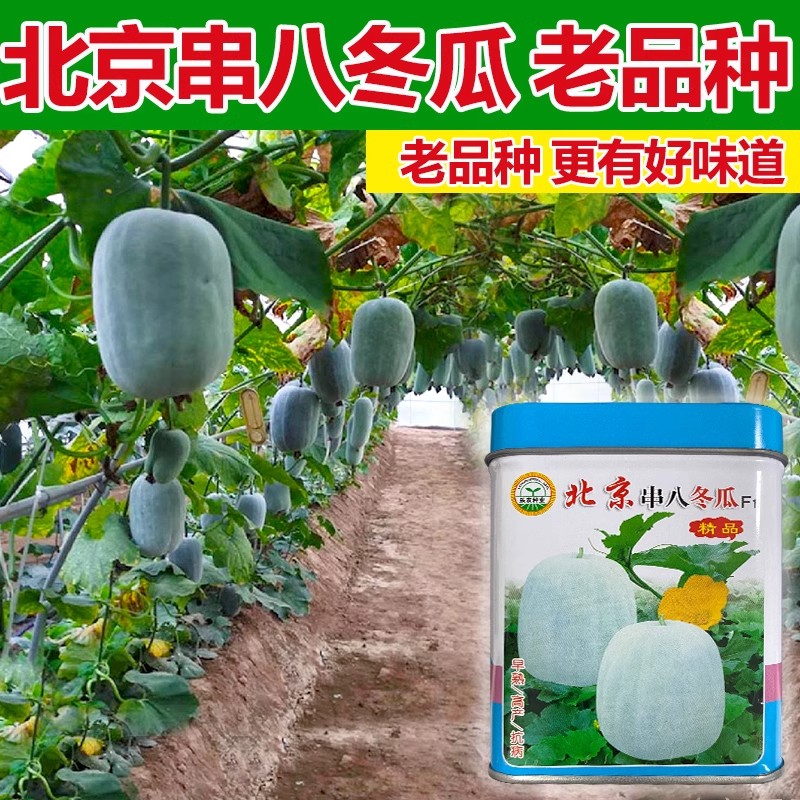 冬瓜种籽特大巨型种白皮种子孑粉皮大串八农家春夏秋瓜果蔬菜种子