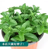 Семена парфюмерной мяты многолетние, их легко выращивать в любое время года. Семена съедобной мяты, семена цветов, цветы в горшках, семена цветов растений.