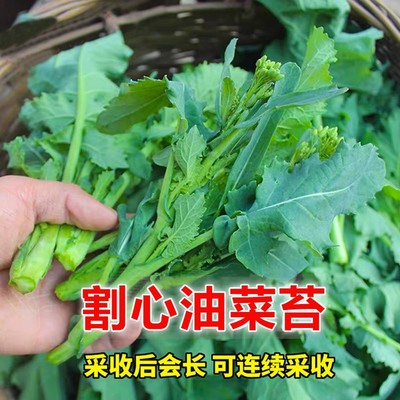 改良割心油菜苔种子油菜心