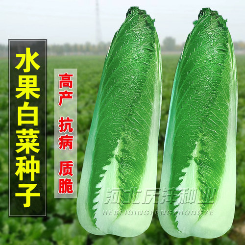 水果白菜种子绿叶青麻叶菜种籽龙牙白菜甜脆薄叶绍菜种子蔬菜种孑