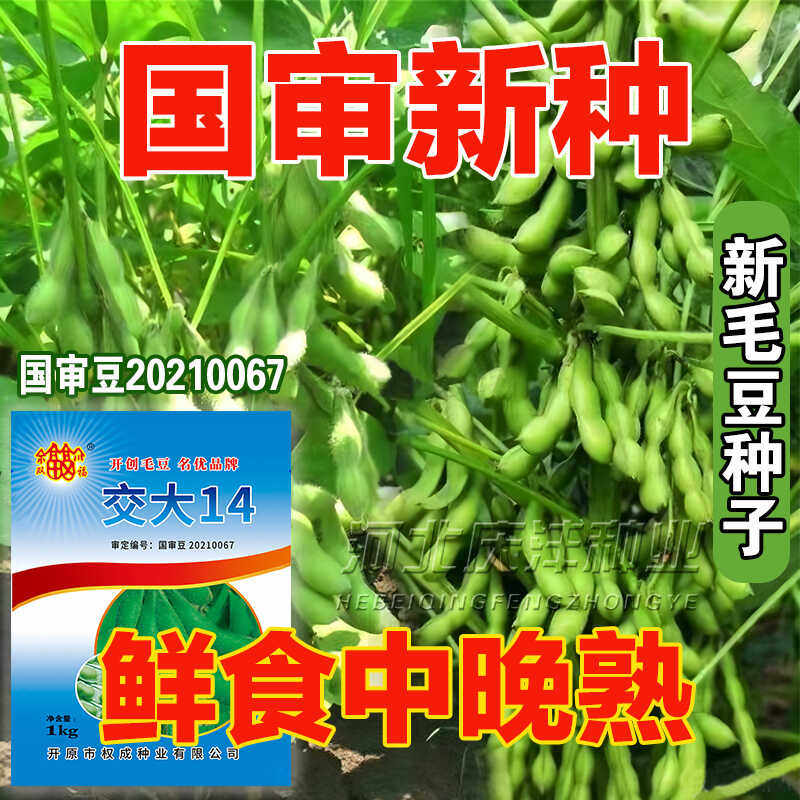 早熟毛豆种籽黄豆早毛豆高产菜毛豆特大青大豆四季夏季种子孑图片