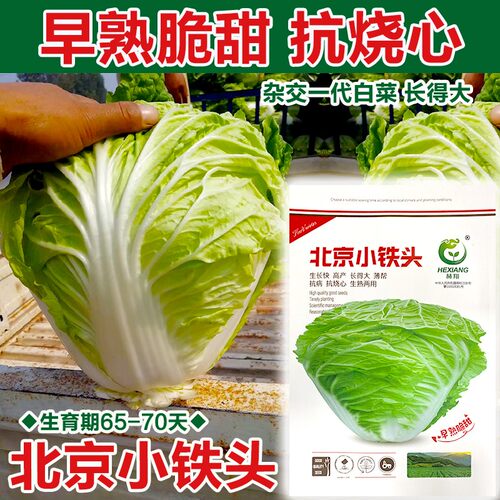 小铁头秋季播大白菜蔬菜种子