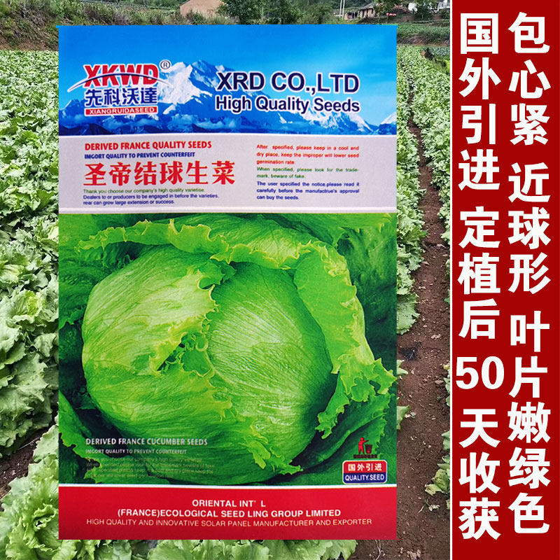 球生菜菜籽结球形籽罗莎红汉堡四季播种秋冬季蔬菜种子落地球种孑