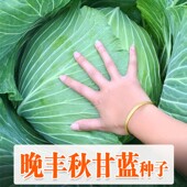 晚丰甘蓝种子大圆包菜京丰一号种籽卷芯菜杂交品种耐抽苔庭院蔬菜